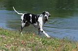 DOGUE ALLEMAND 067